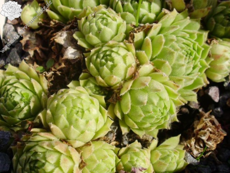 atlanticum from Oukaimeden