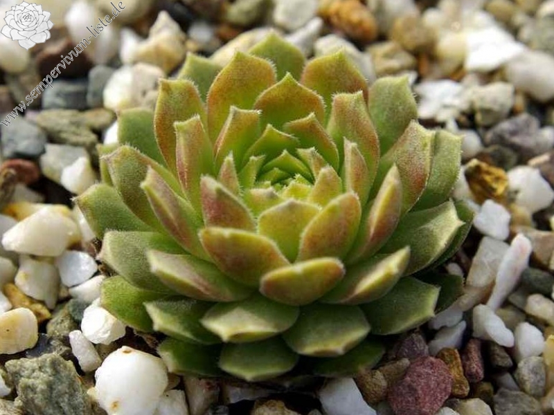 atlanticum from Oukaimeden