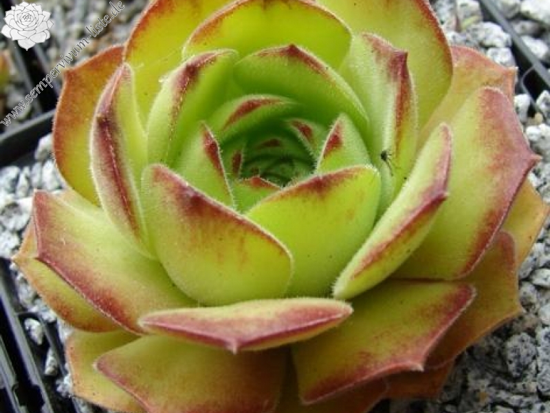 atropatanum