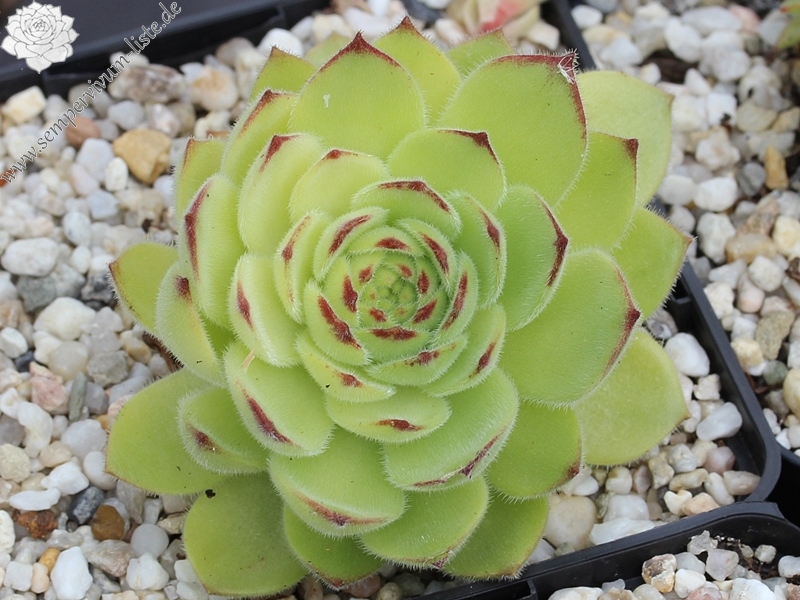 atropatanum