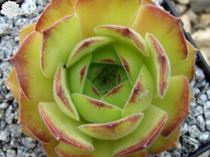 atropatanum