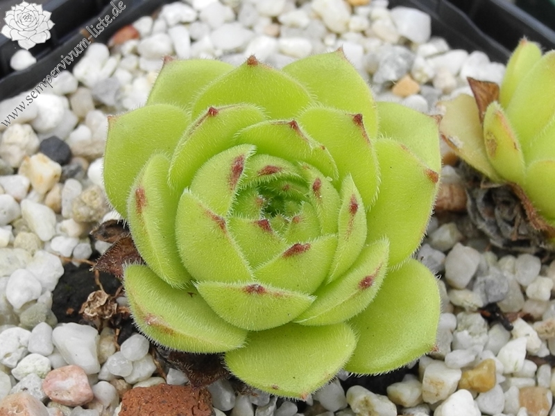 atropatanum