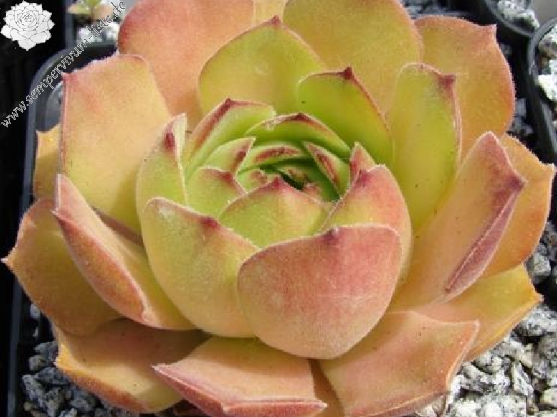 atropatanum