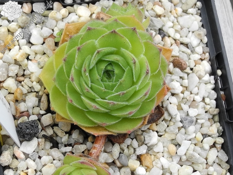 atropatanum