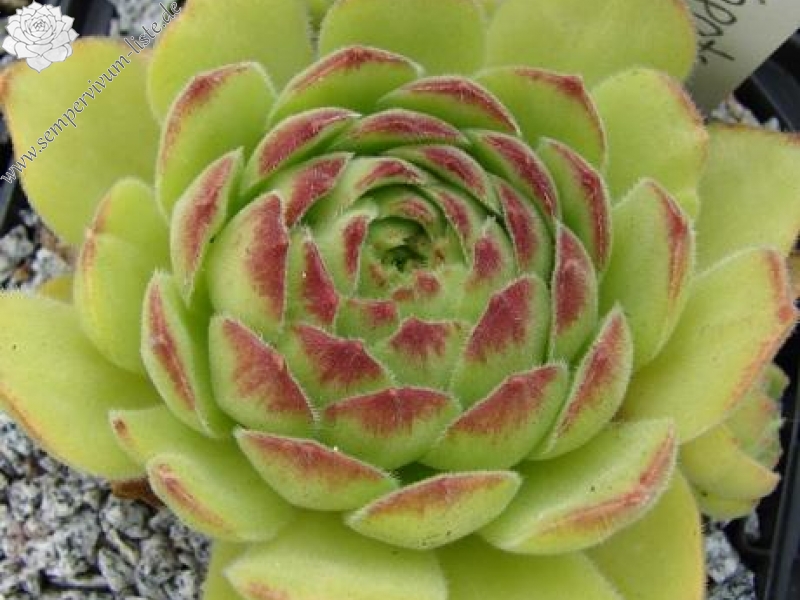 atropatanum