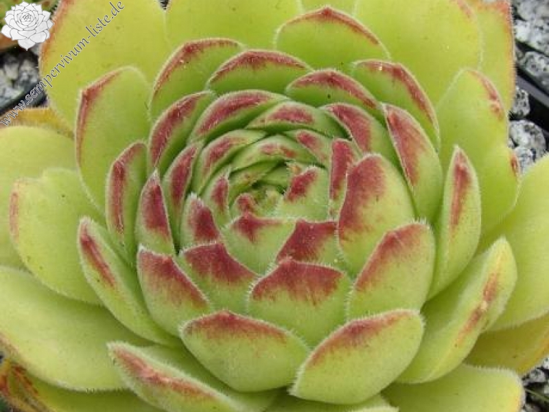 atropatanum