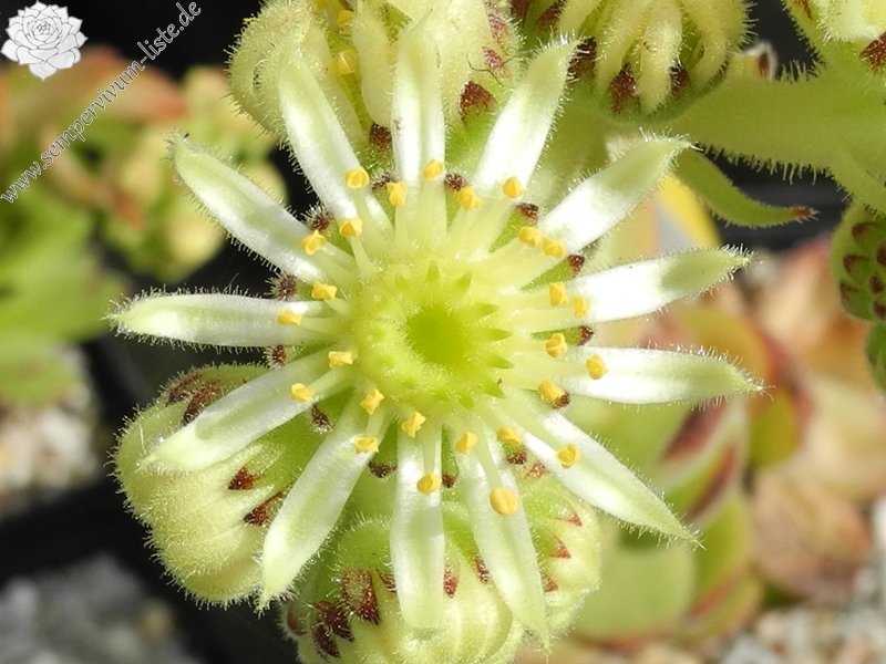 atropatanum