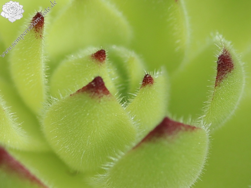 atropatanum