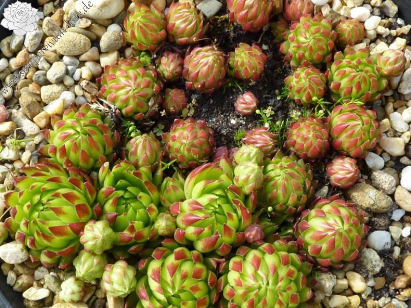 globiferum ssp. hirtum from Baba Mare