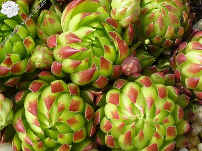 globiferum ssp. hirtum from Baba Mare