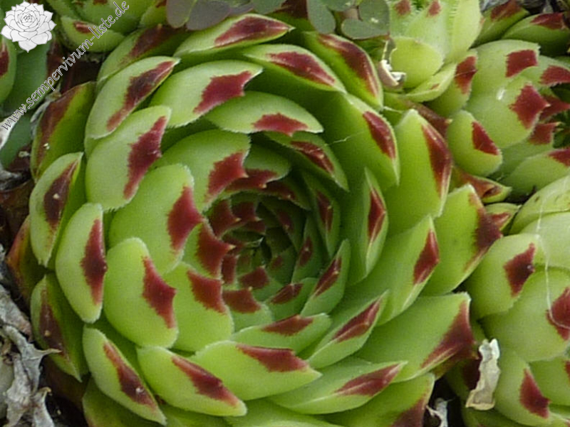 calcareum from Bairols 3