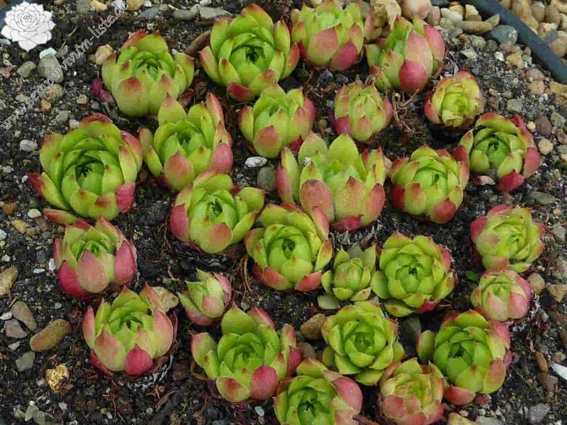 caucasicum from Bakuriani