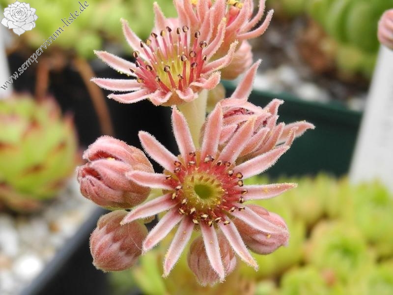 marmoreum ssp. ballsii