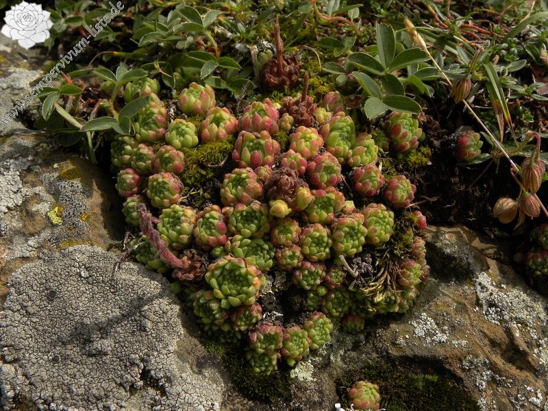 barbulatum from Gavarnie, Hütte Pailla