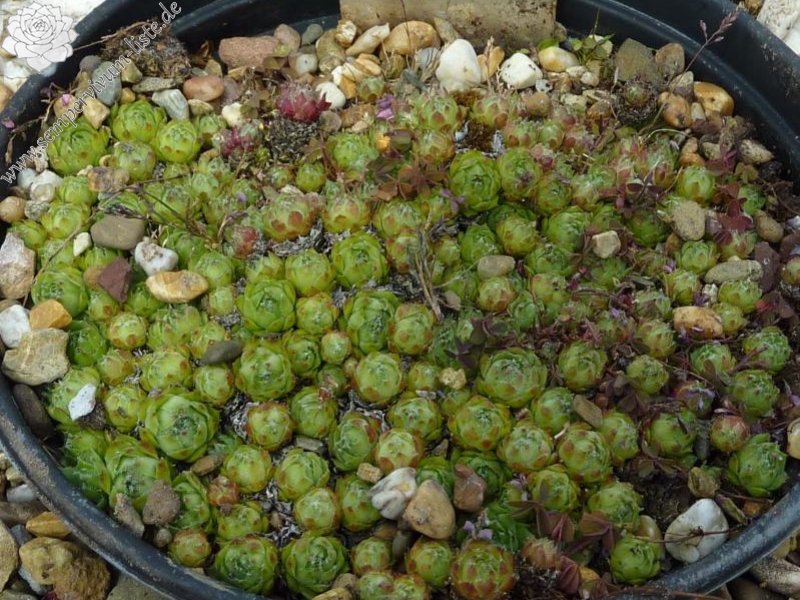 barbulatum from Guarda