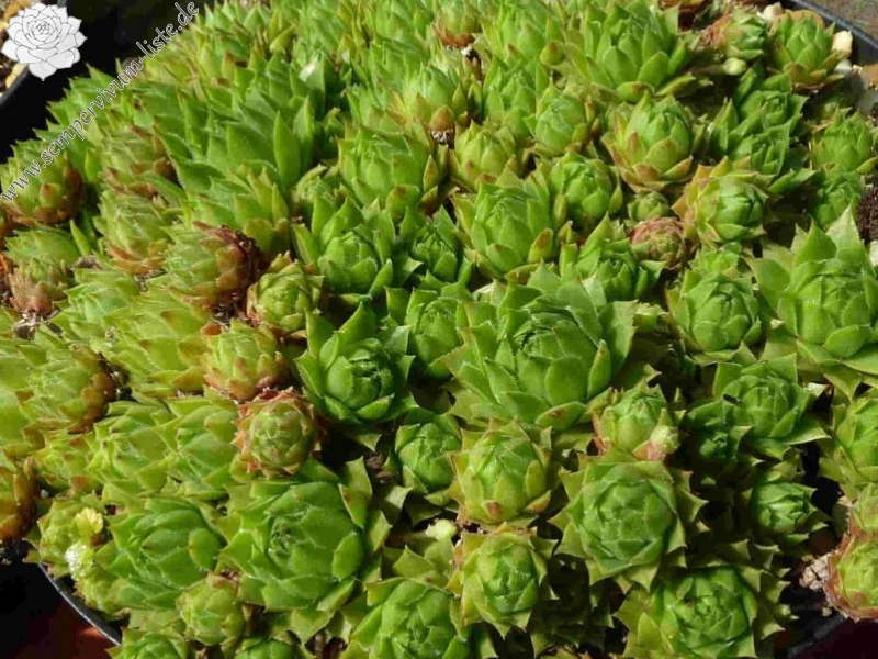 barbulatum from Lys
