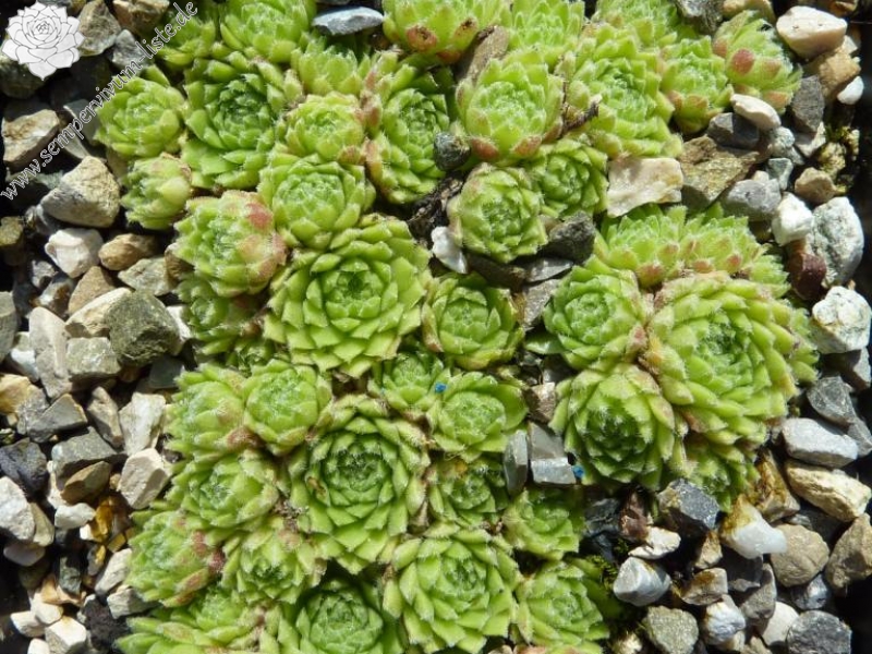 barbulatum from Lys