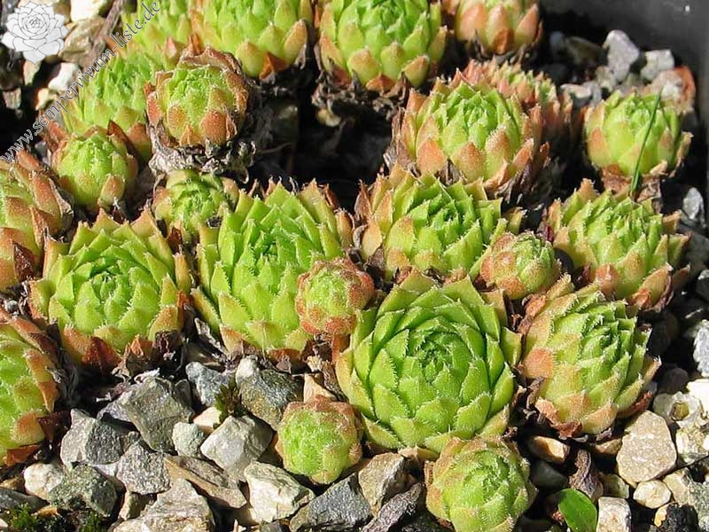 barbulatum from Morteratsch