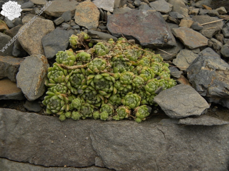 barbulatum from Port de Boucharo