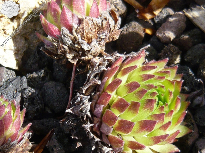 barbulatum from Val Veny