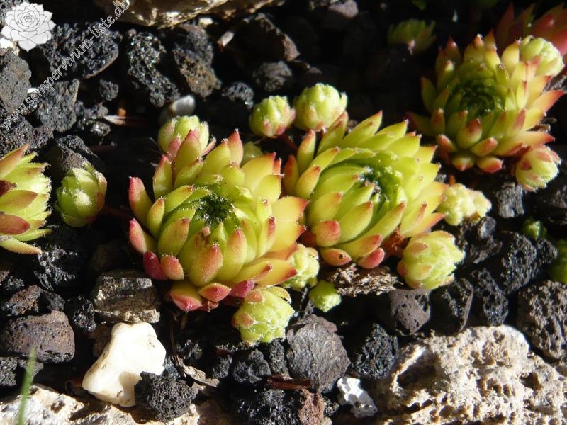 barbulatum from Val Veny