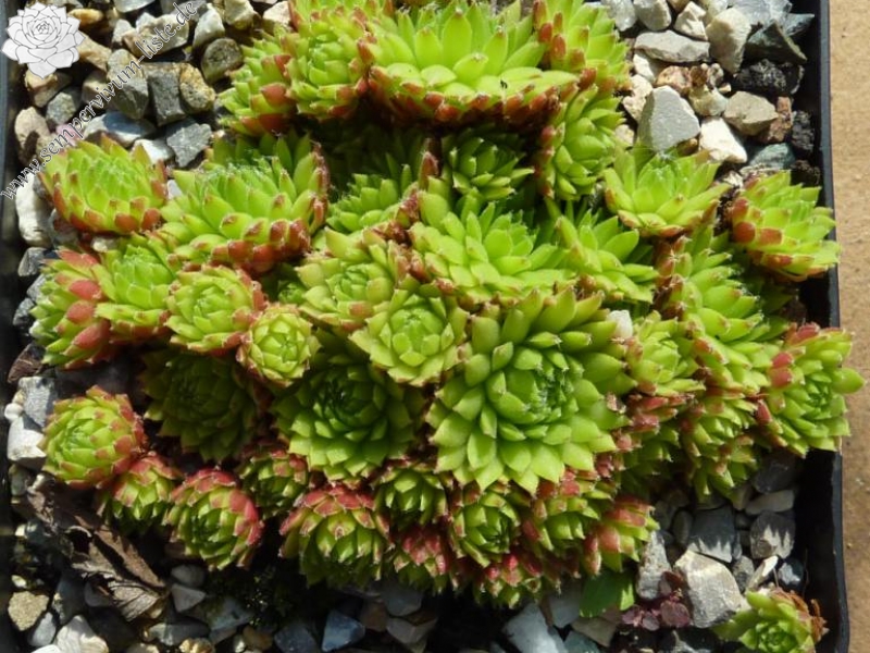barbulatum from Val Veny