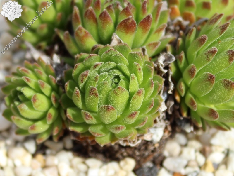 barbulatum ssp. etruscum from Corno alle Scale