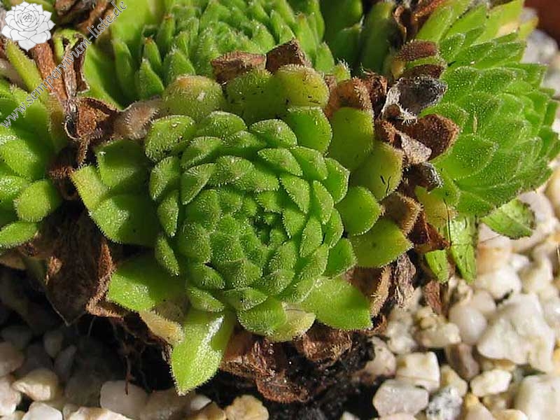 barbulatum ssp. etruscum from Corno alle Scale