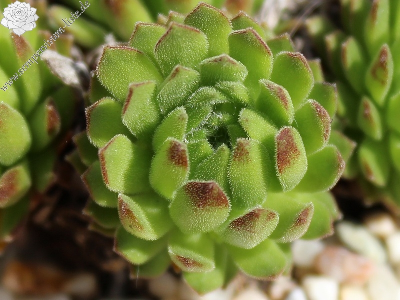 barbulatum ssp. etruscum from Corno alle Scale