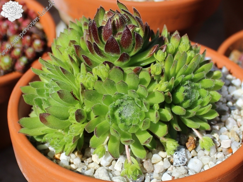 barbulatum ssp. etruscum from Corno alle Scale