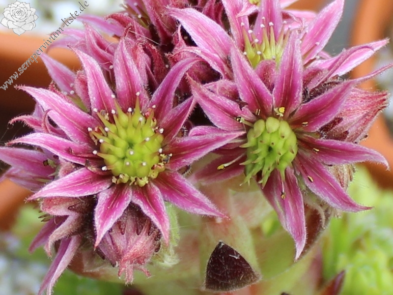 barbulatum ssp. etruscum from Corno alle Scale