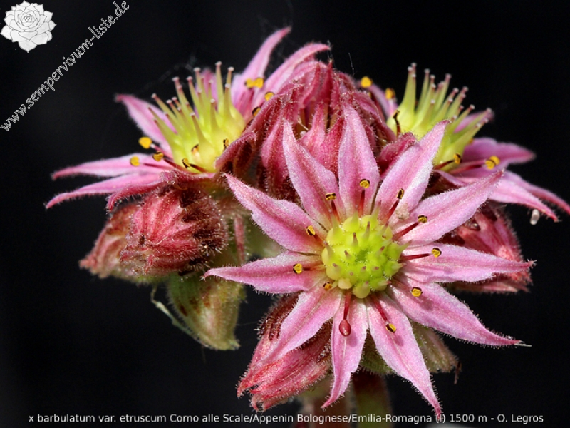 barbulatum ssp. etruscum from Corno alle Scale