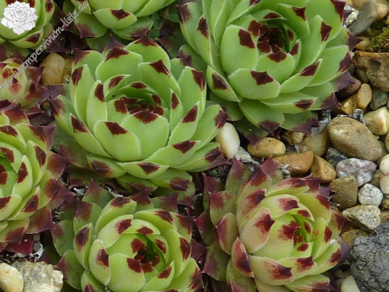calcareum from Bourdeaux 3