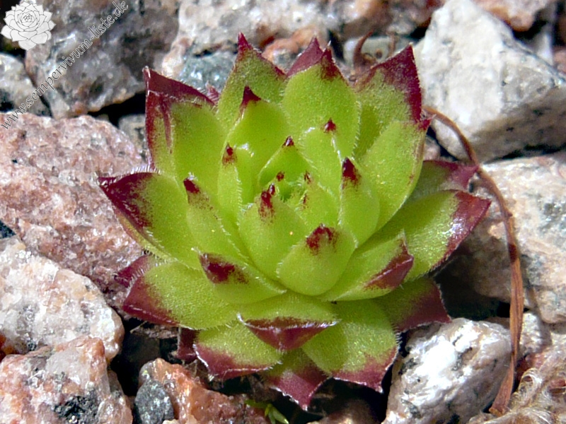 borissovae