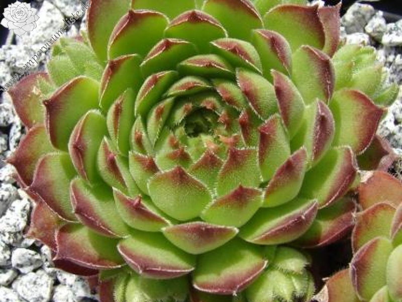 brevipilum