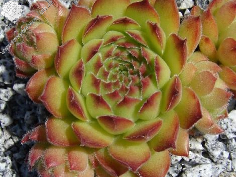 brevipilum