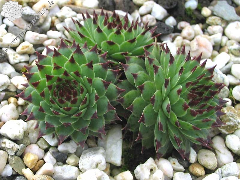 calcareum from Alpes Maritimes 5