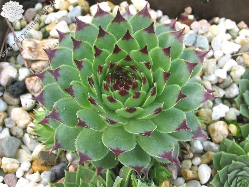 calcareum from Alpes Maritimes 4