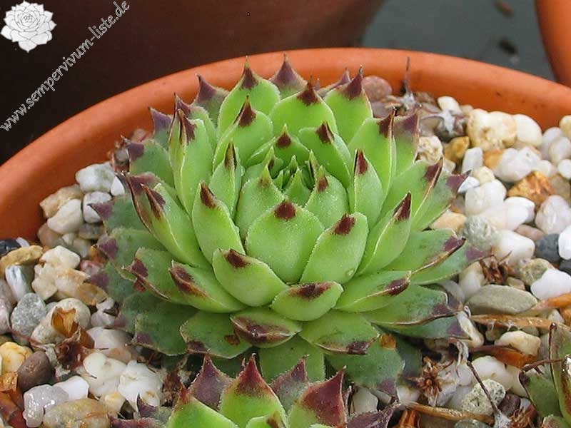 "calcareum (""pale form"")