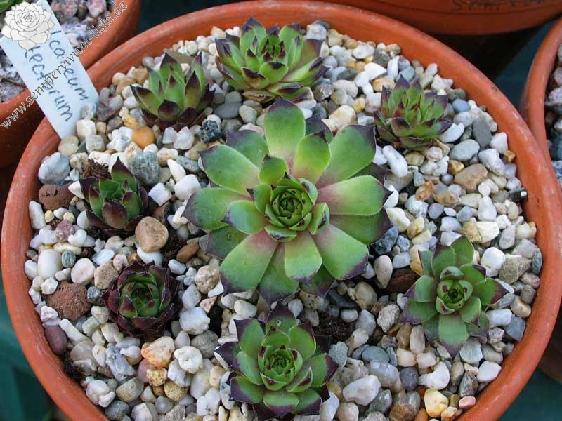calcareum x S. tectorum
