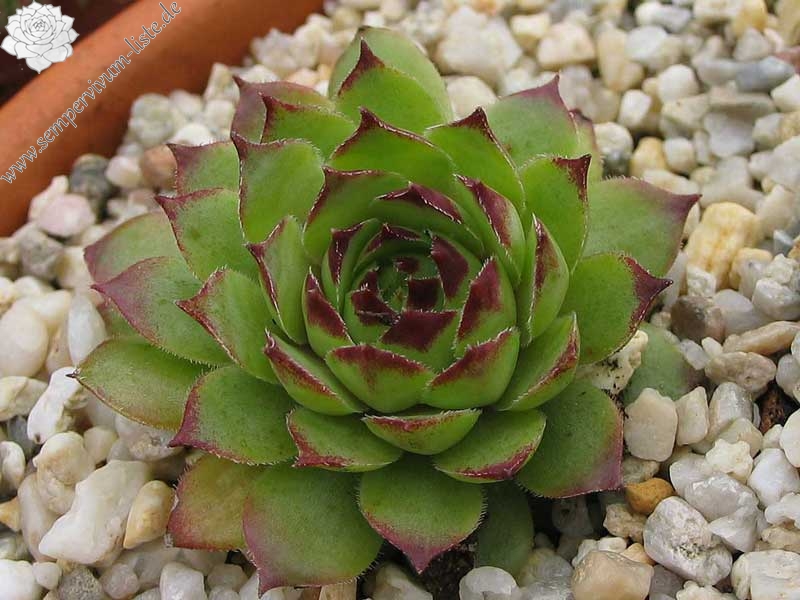 calcareum x S. tectorum