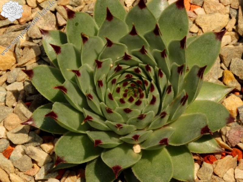 calcareum from Chemin de Mouirouès 1