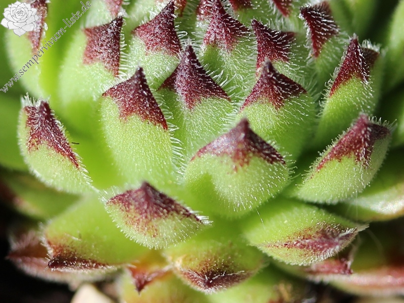 calcareum x S. montanum