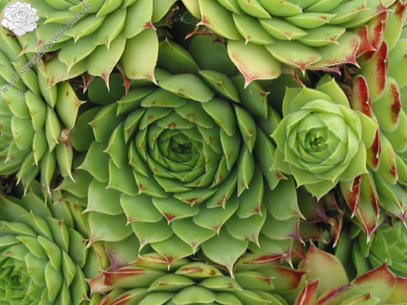 calcareum from Céüse 5