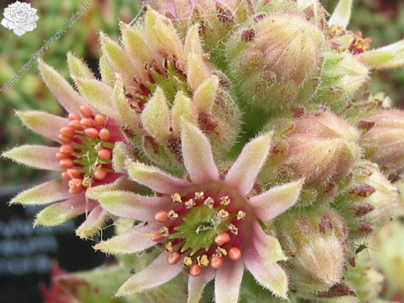 calcareum from Triora
