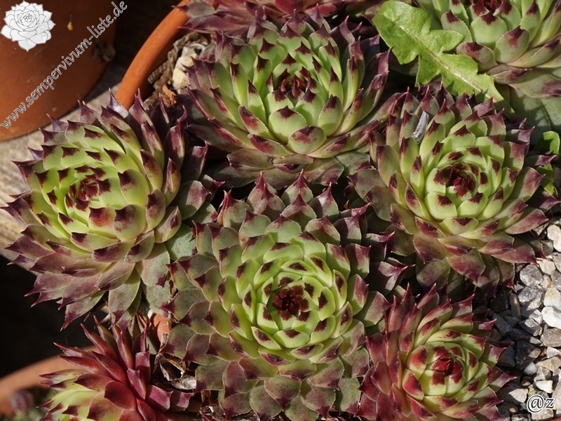 calcareum from Alpes Maritimes 2