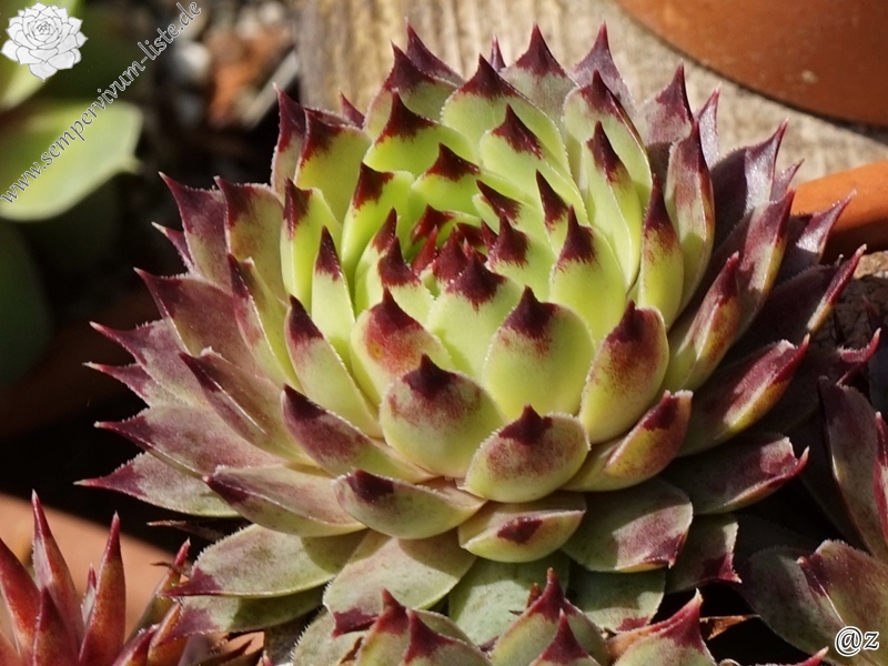 calcareum from Alpes Maritimes 3