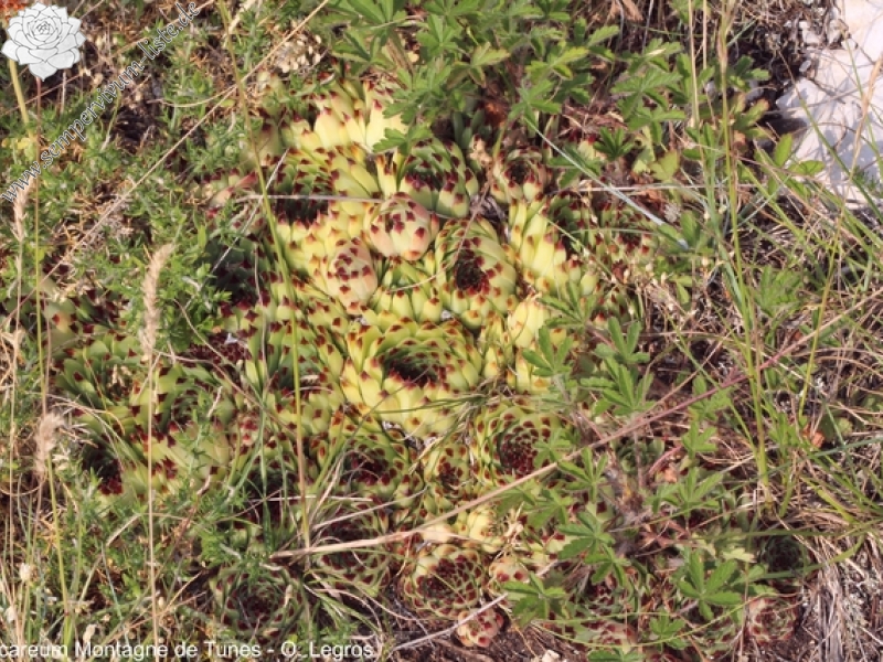 calcareum from Montagne de Tunes