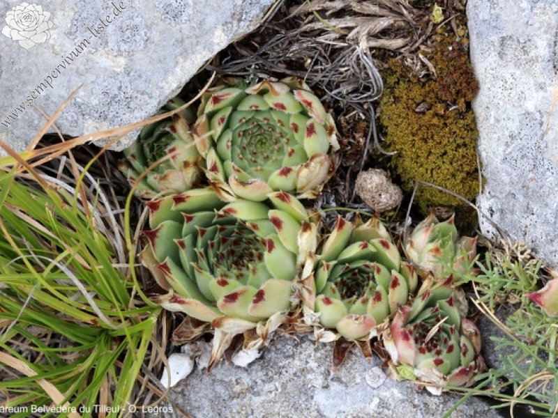 calcareum from Route des crêtes au Belvédère du Tilleul