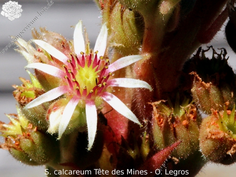 calcareum from Tête des Mines